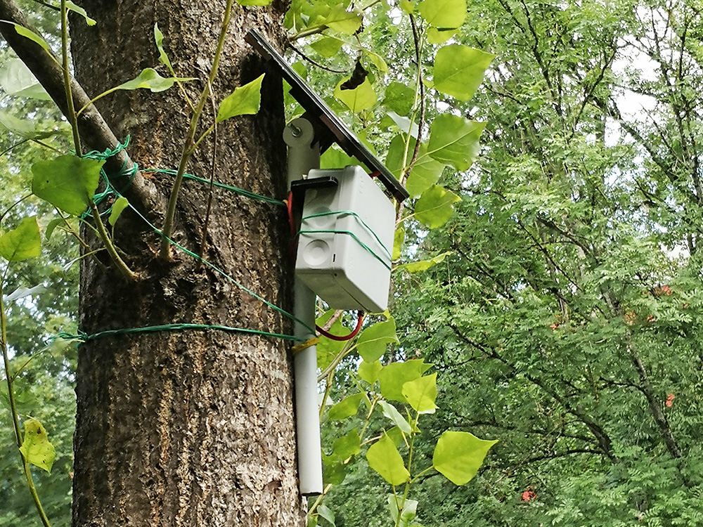 PAX counter mounted out of reach on tree next to the beaver trail.